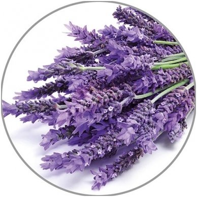 Medisana levandų eterinis aliejus, 10 ml 1