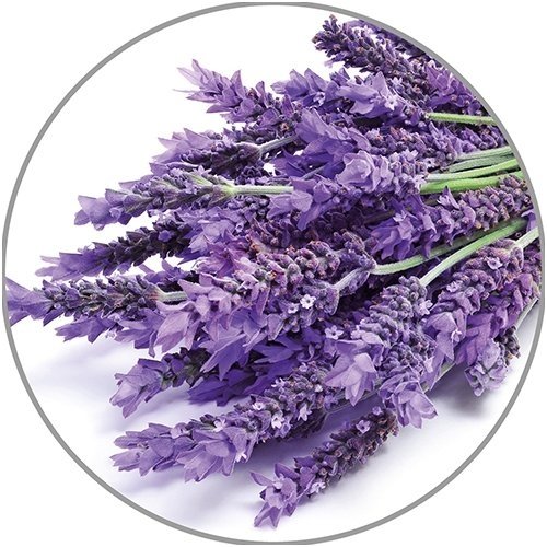 Medisana levandų eterinis aliejus, 10 ml 1