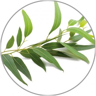 Medisana eukaliptų eterinis aliejus, 10 ml 1 Medisana eukaliptų eterinis aliejus, 10 ml 1